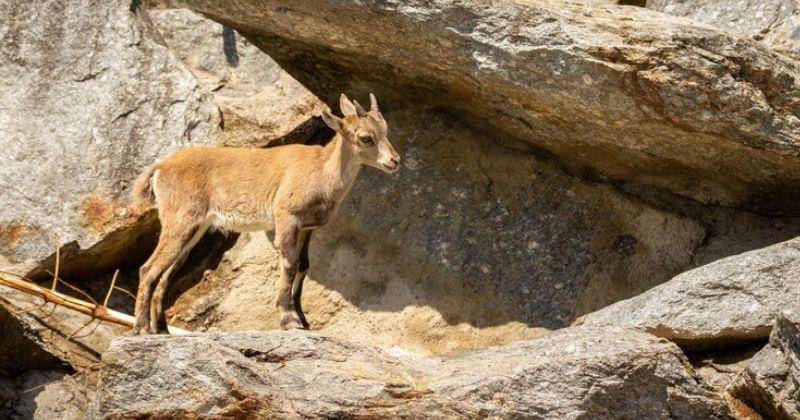 Freepik/vladimircech